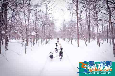 冬季富良野還能這么玩！滑雪玩雪雪橇狗，冰城冰釣熱氣球？