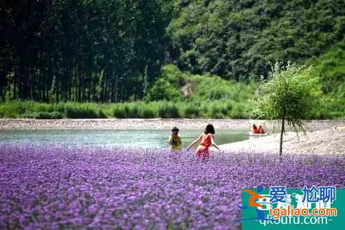 十一京郊去哪玩？密云、順義好去處，登長城、賞菊花、游霧靈山...？