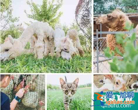 十一京郊游•延慶篇，逛百里畫廊、游花海...人少景美遛娃地？