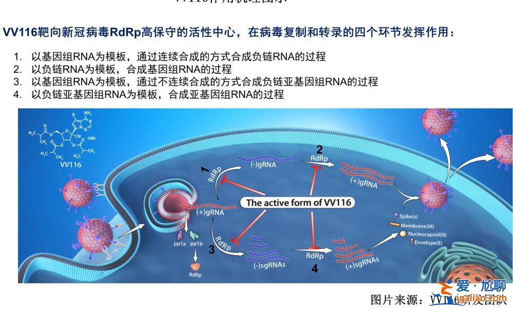 療效不亞于輝瑞PAXLOVID 安全性更好？