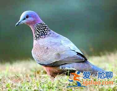 斑鳩的做法？