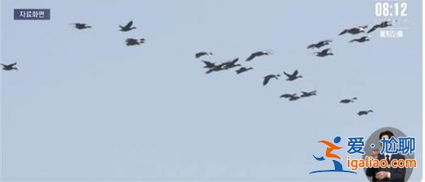 韓軍機追捕越境無人機，結(jié)果是一群鳥[無人機]？