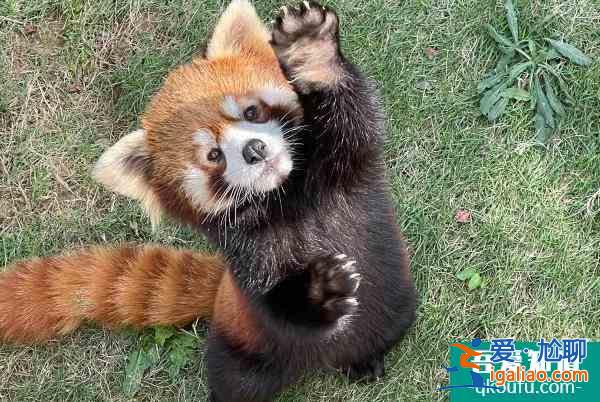 2021受疫情影響南京金牛湖野生動物園取消12月16日免費開放日活動？