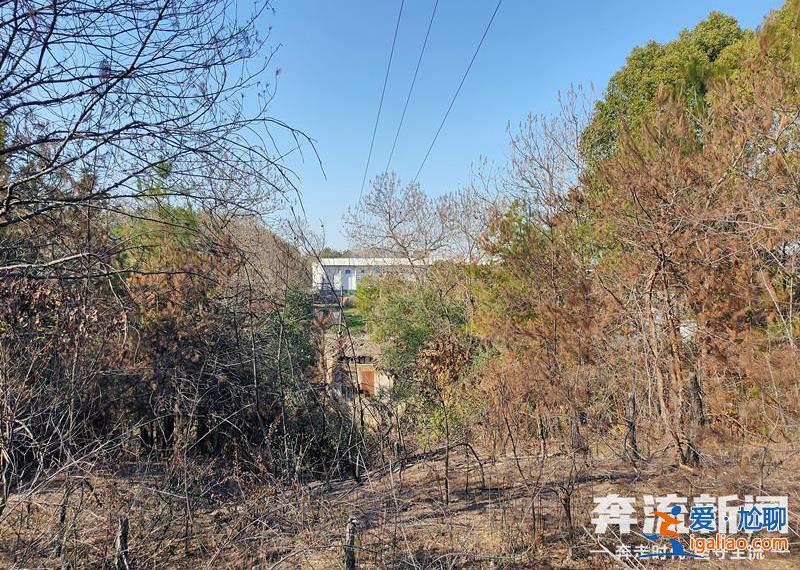 胡鑫宇遺體發(fā)現(xiàn)地距森林公安局150米 “搜尋時一直擴大范圍 沒想到人就在跟前”？
