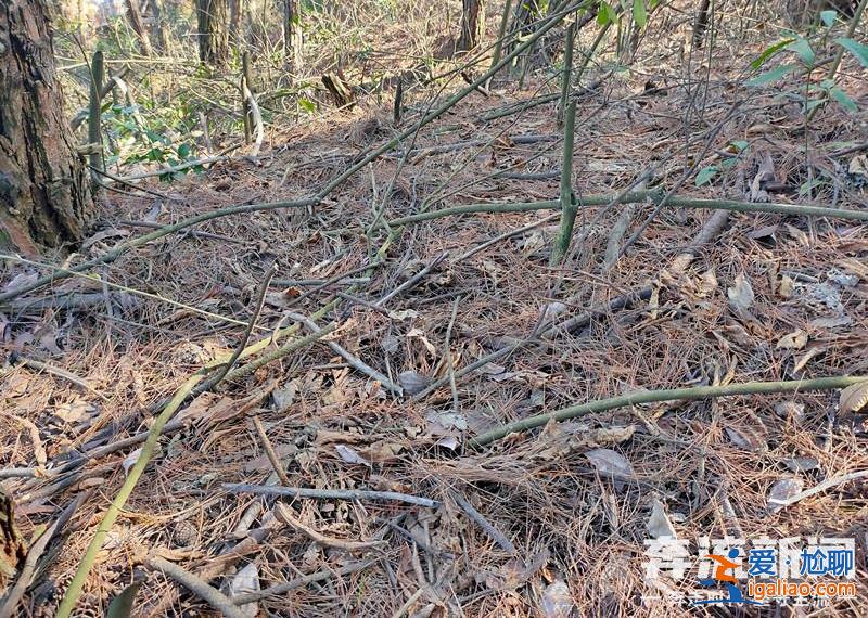 胡鑫宇遺體發(fā)現(xiàn)地距森林公安局150米 “搜尋時一直擴大范圍 沒想到人就在跟前”？