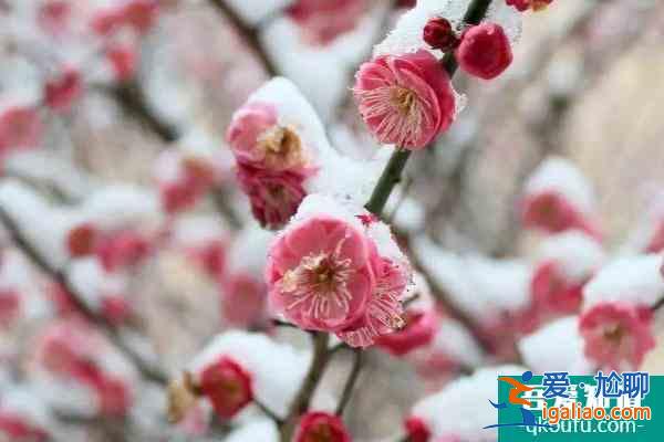 冬季梅花山怎么樣 南京梅花山冬季賞雪賞梅攻略？