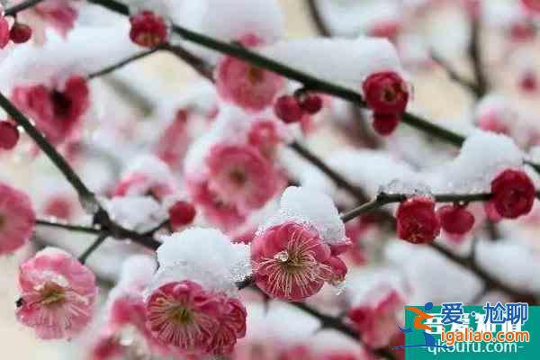 冬季梅花山怎么樣 南京梅花山冬季賞雪賞梅攻略？