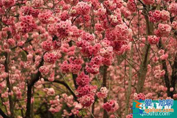 冬季昆明賞花的地點(diǎn)推薦？