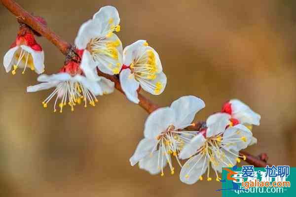 冬季賞梅好去處 冬季賞什么花？