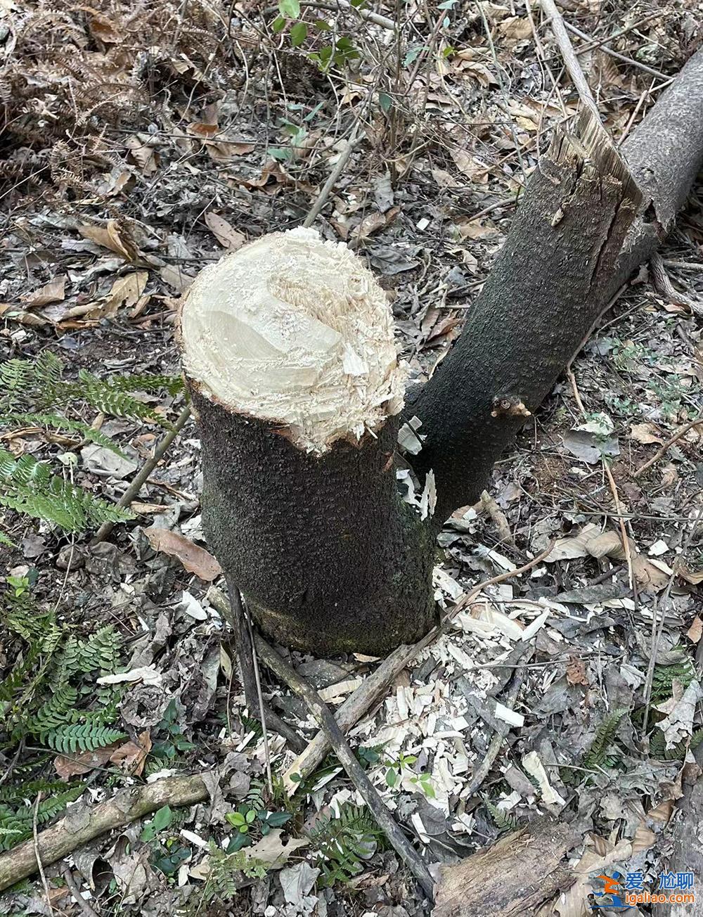 胡鑫宇消失的106天和找到遺體的48小時(shí)？