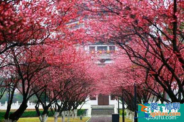 長(zhǎng)沙賞梅花的地方 賞梅花的最佳時(shí)間？