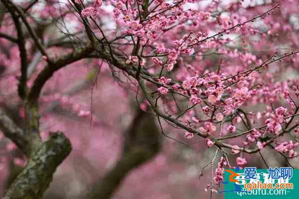 長(zhǎng)沙賞梅花的地方 賞梅花的最佳時(shí)間？