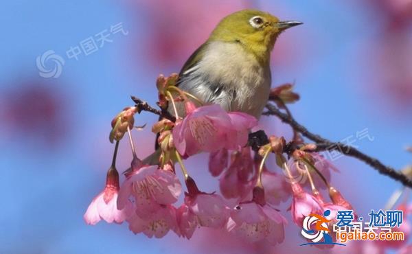 冷空氣發(fā)力中東部天氣迎轉(zhuǎn)折 南方2月上旬進入連陰雨模式？