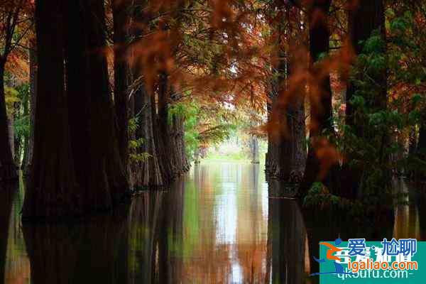 2021上海青西郊野水上森林公園臨時(shí)閉園？