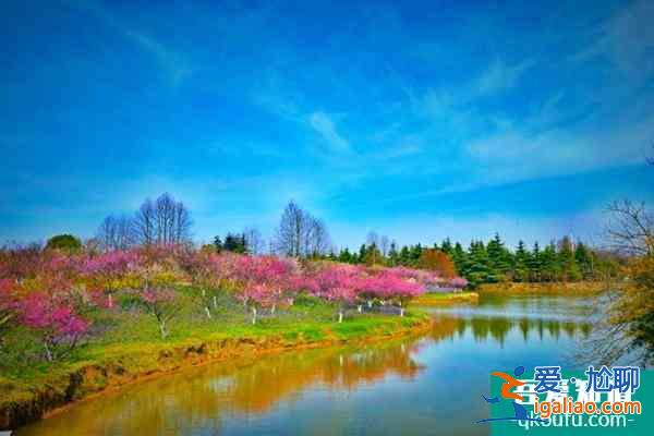 上海水杉觀賞打卡點(diǎn)一覽？