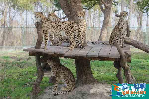 蘭州野生動物園什么時候開放？蘭州野生動物園門票多少錢？