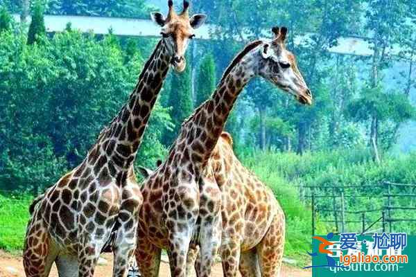 蘭州野生動物園什么時候開放？蘭州野生動物園門票多少錢？