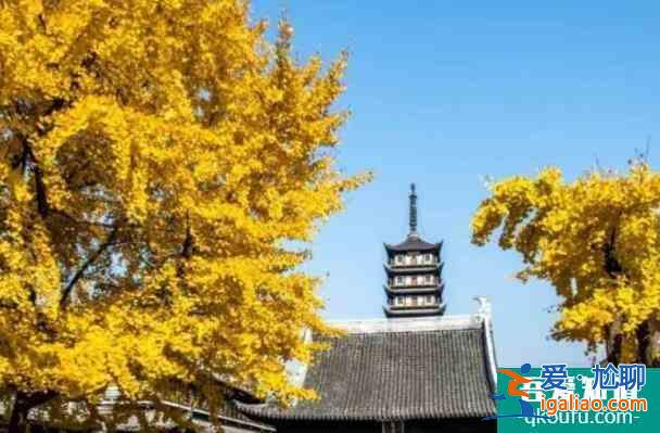 上海地鐵15號線沿線銀杏美景推薦 觀賞銀杏的好地方？