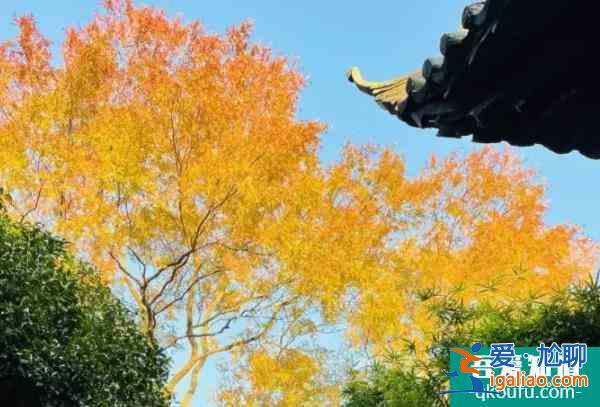 上海地鐵15號線沿線銀杏美景推薦 觀賞銀杏的好地方？