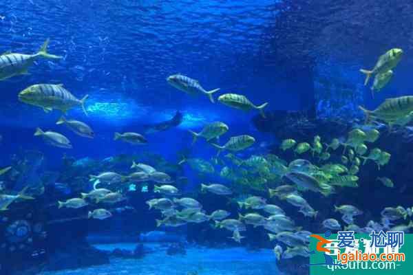2021天津海昌極地海洋公園雙十二門票優(yōu)惠活動(dòng)？