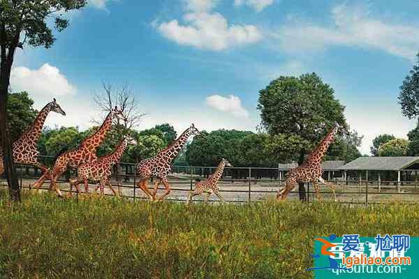 蘭州野生動物園恢復開園時間以及冬季暖心門票持續(xù)時間介紹？