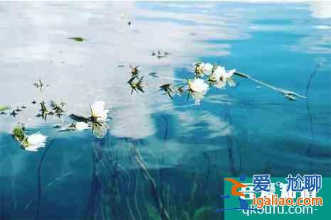 2022瀘沽湖水性楊花幾月開+花期+介紹？
