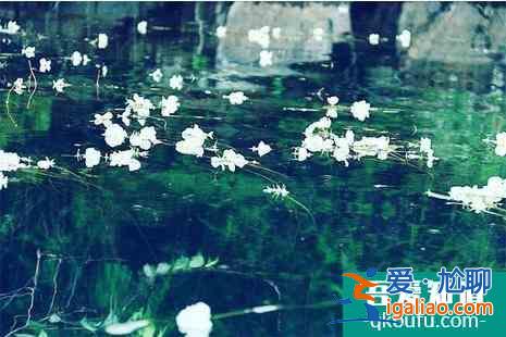 2022瀘沽湖水性楊花幾月開+花期+介紹？