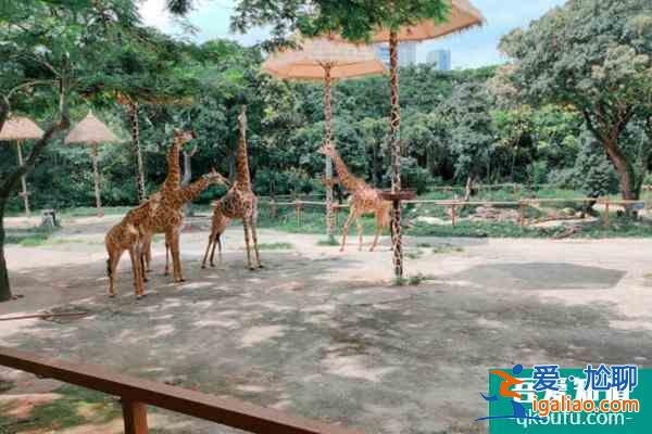 2021深圳野生動物園雙十二特惠門票價格？