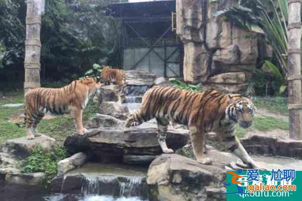 2021深圳野生動物園雙十二特惠門票價格？