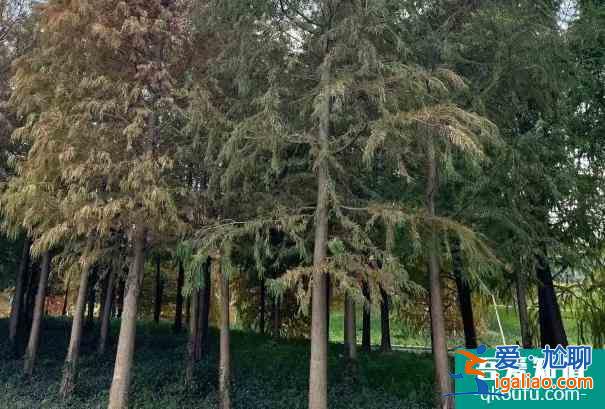 2021受疫情影響寧波植物園臨時(shí)閉園？