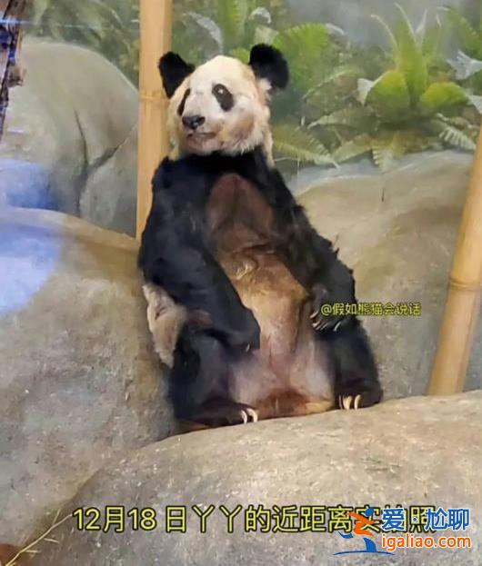 專家組即將赴美調(diào)查大熊貓樂(lè)樂(lè)死因 丫丫的回國(guó)手續(xù)正在辦理中？