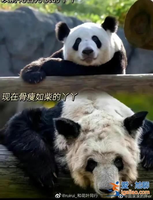 專家組即將赴美調(diào)查大熊貓樂(lè)樂(lè)死因 丫丫的回國(guó)手續(xù)正在辦理中？