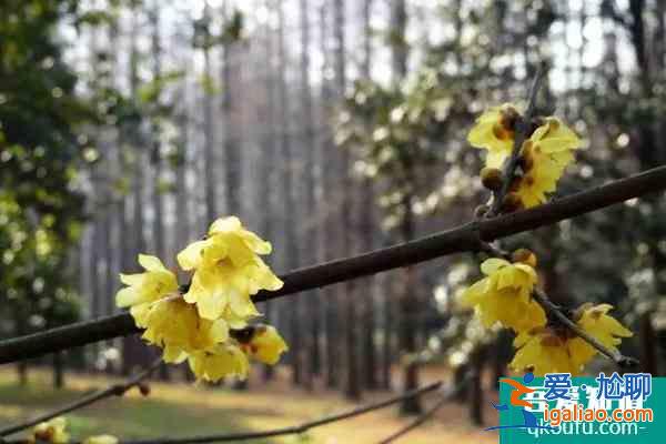 湖南植物園門票需要預(yù)約嗎? 現(xiàn)在有什么花可以看？