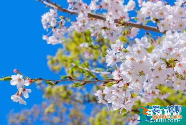 2022長(zhǎng)春市兒童公園春節(jié)花展時(shí)間？