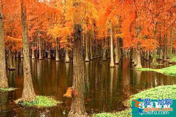 上海紅樹林觀賞地推薦 上海附近的紅楓樹林在哪？