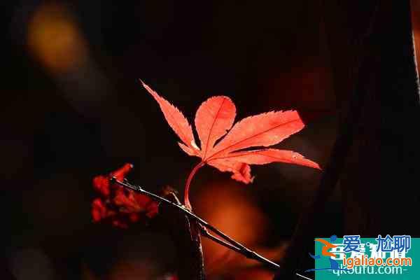 南昌鳳凰溝景區(qū)什么時(shí)候去最佳 12月正值楓葉最佳觀賞期？