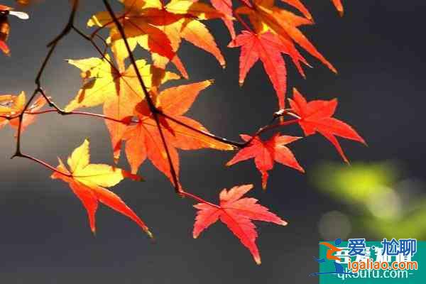 南昌鳳凰溝景區(qū)什么時(shí)候去最佳 12月正值楓葉最佳觀賞期？