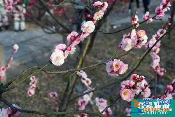 湖南植物園的梅花開放了嗎?里面的梅花都有什么品種？