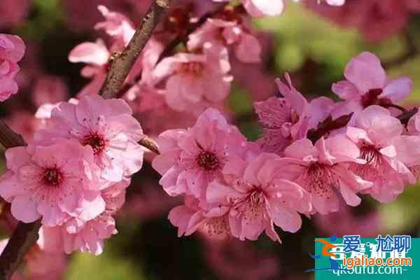 湖南植物園的梅花開放了嗎?里面的梅花都有什么品種？