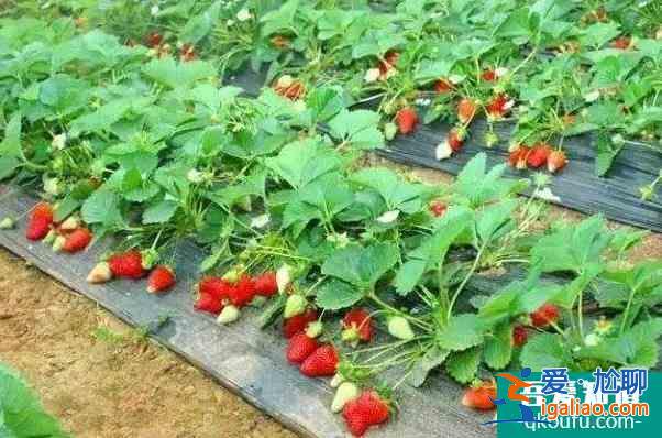 深圳福永哪里有草莓摘 深圳福永摘草莓的地方？