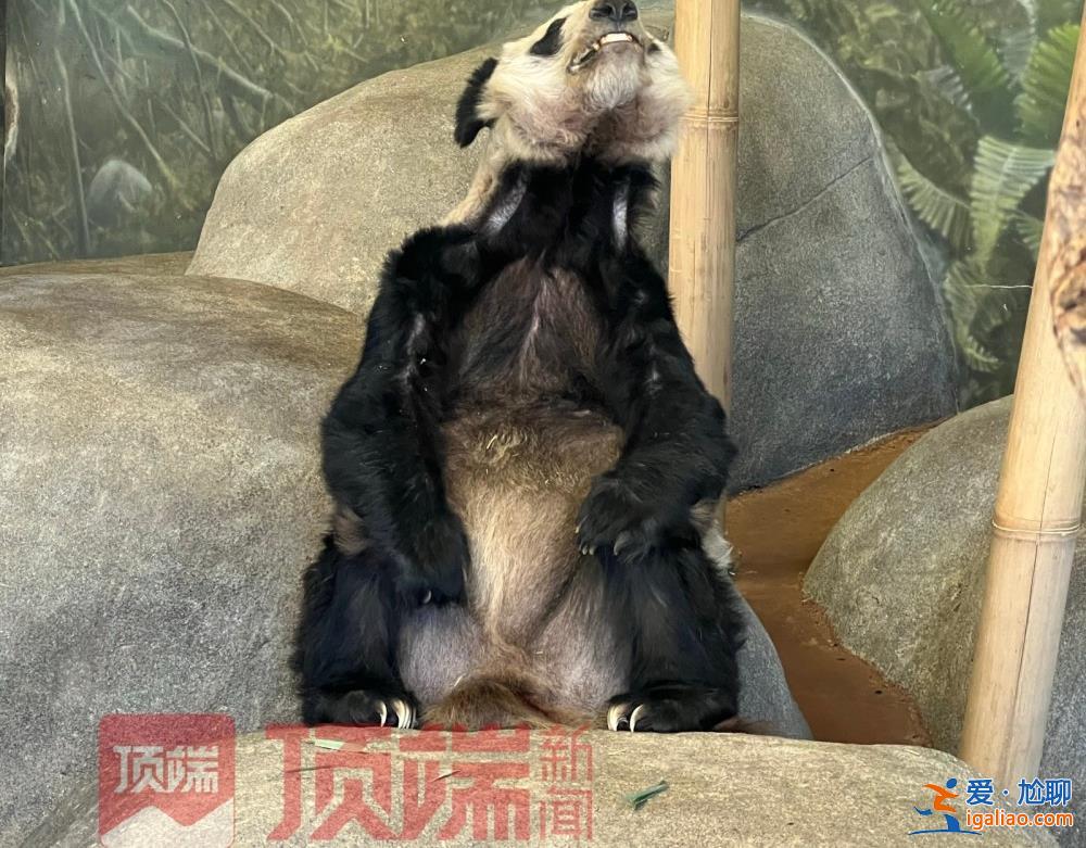 專家已赴美照看“丫丫”并協(xié)商回國？