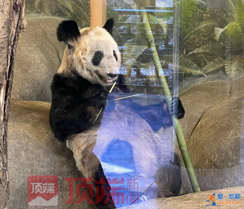 專家已赴美照看“丫丫”并協(xié)商回國？