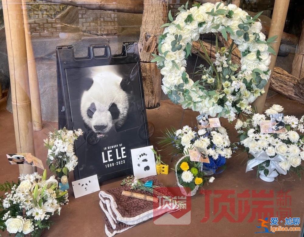 專家已赴美照看“丫丫”并協(xié)商回國？