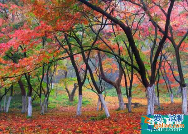 國(guó)內(nèi)賞楓葉四大勝地排行榜 國(guó)內(nèi)賞楓葉最好的地方？