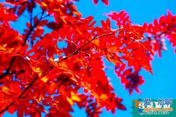 第十五屆中國(guó)·重慶長(zhǎng)江三峽(巫山)國(guó)際紅葉節(jié)游玩攻略？