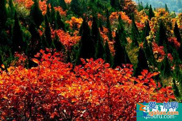 第十五屆中國(guó)·重慶長(zhǎng)江三峽(巫山)國(guó)際紅葉節(jié)游玩攻略？