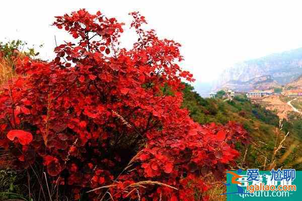 第十五屆中國(guó)·重慶長(zhǎng)江三峽(巫山)國(guó)際紅葉節(jié)游玩攻略？