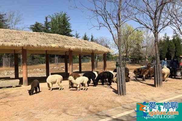 2022年春節(jié)合肥野生動(dòng)物園門(mén)票免費(fèi)領(lǐng)取教程？