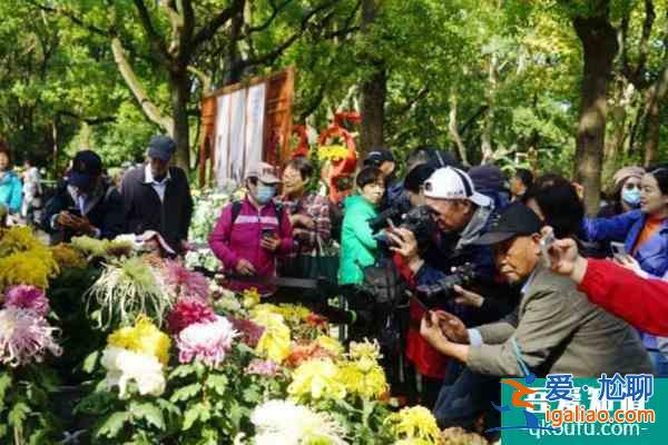 2021上海菊花展將延長至12月3日？