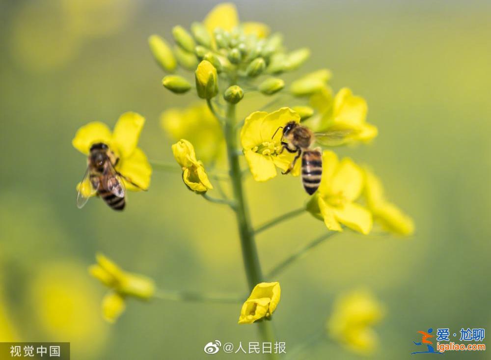 春天的腳步到哪兒了？這些地方的“氣溫”繼續(xù)被拿捏？